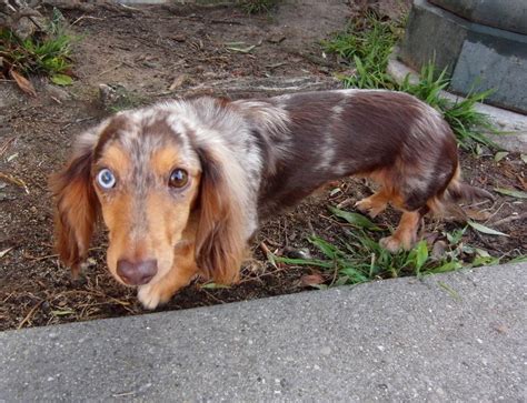 I have the eeeeeevil eye! | The Dogs of San Francisco