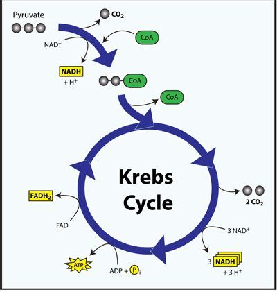 Krebs Cycle Diagram With Structure Krebs Tca Acid Citric Coa