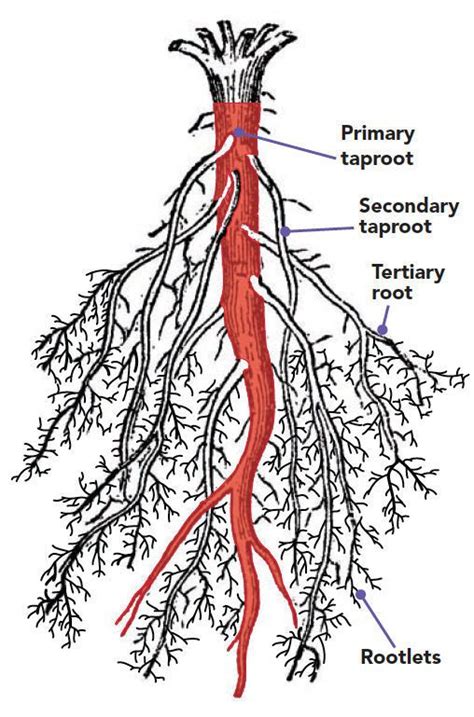 Root Systems & Its Types – StudiousGuy