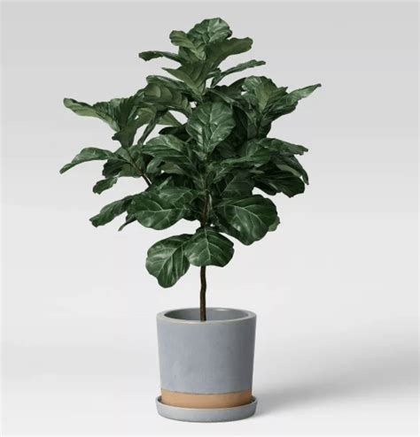 Best Plants For Pots | lupon.gov.ph