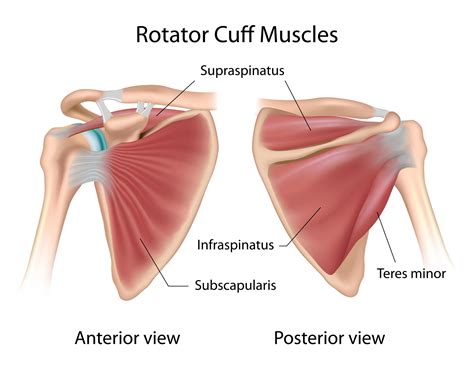 Shoulder Joint Muscles