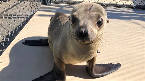 Sea Lion Pup Rescued After Being Found Trying to Cross 710 Fwy in Long ...