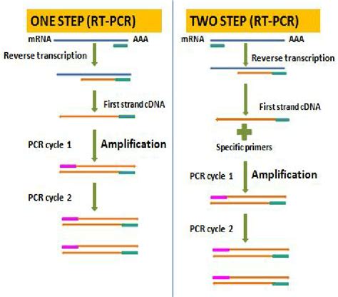 One step and two step methods of RT- PCR. | Download Scientific Diagram