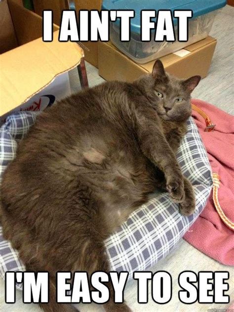 Fat Cat Meme - Funny Fat Cat Pictures with Quotes