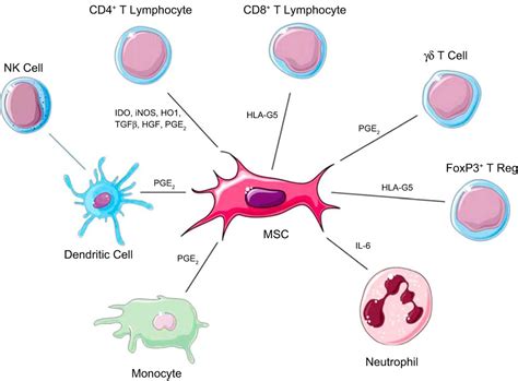 Mesenchymal stem cells – Medeze Singapore