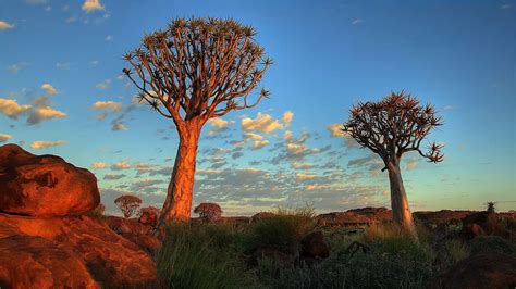 Namib | Climate, Plants, Animals, & Facts | Britannica.com