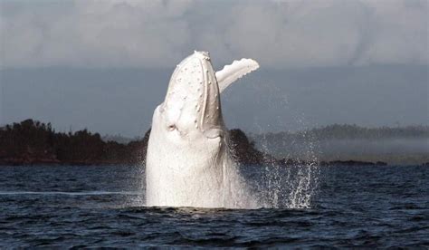 Rare White Whale Near Australia Video | GQ