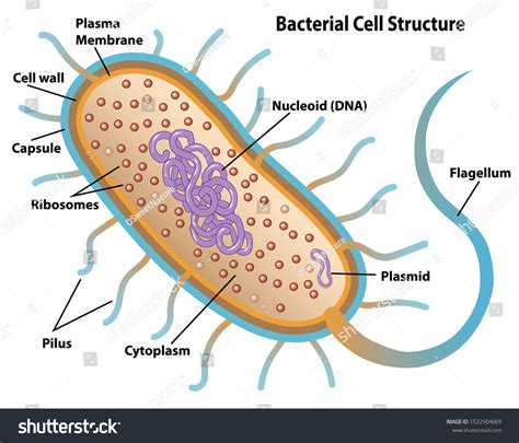 Bacterial Cell Under Microscope Labeled