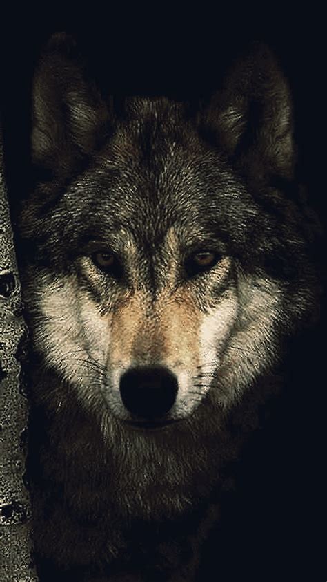 Wolf Wallpaper for iPhone (72+ images)