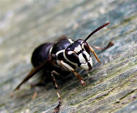 Black And White Bee Or Wasp | www.pixshark.com - Images Galleries With ...