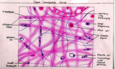 Areolar Connective Tissue Labeled Diagram