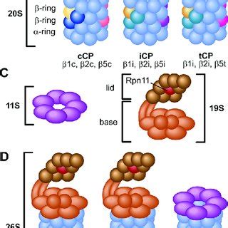 The proteasome. (A) α-and β-subunits are arranged in rings of seven ...