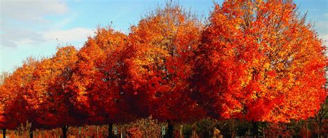 Fall Color & Native Tree Identification - The North Carolina Arboretum