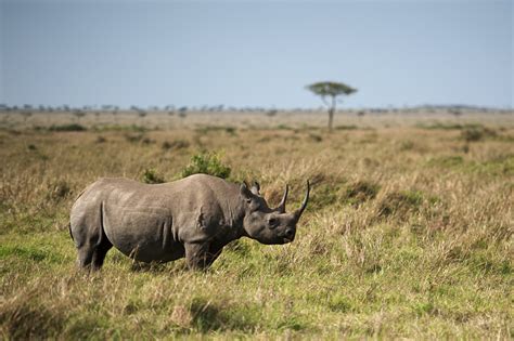 Black Rhino Facts, Habitat, Population in Wild, Conservation