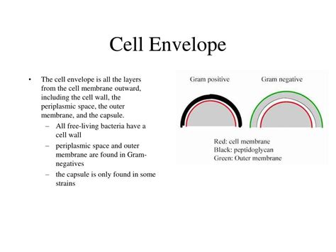 PPT - Bacterial Structure PowerPoint Presentation - ID:202455