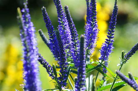 Drought Tolerant Perennial Flowers for Dry Areas