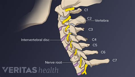 Cervical Nerve Roots