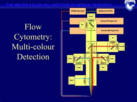 PPT - Fluorescence Compensation In Flow Cytometry PowerPoint ...