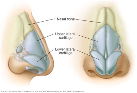 Locations of the nasal bone and cartilage - Mayo Clinic