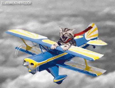 Pilot GIF - Pilot Cat - Discover & Share GIFs