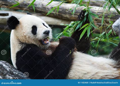 Eating panda stock photo. Image of mammal, cute, furry - 1182468