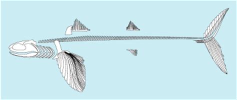 Cladoselache - Fossil Wiki, the paleontology wiki