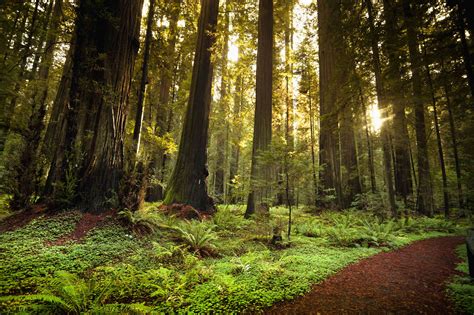 Redwood Highway: Northern California's Most Scenic Drive