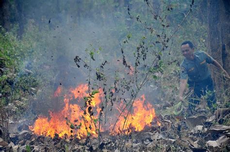 Kebakaran hutan berulang di Indonesia dipengaruhi ketegangan politik di ...