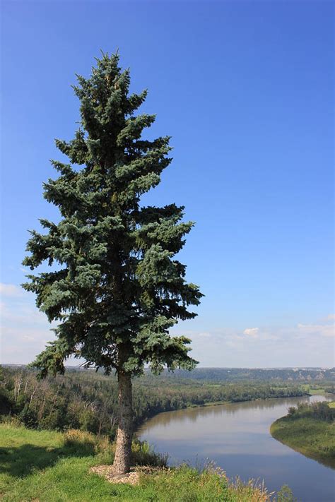 Evergreen Tree Beside The River Photograph by Jim Sauchyn