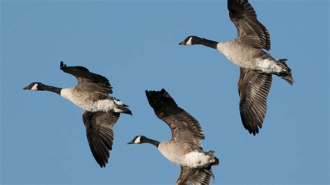 Why Do Geese Fly In A V Formation?