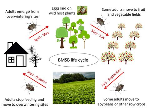 Brown Marmorated Stink Bug in North Carolina | NC State Extension