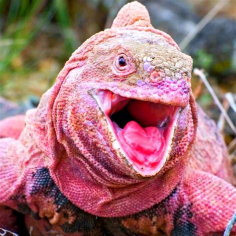 The Galapagos Pink Land Iguana | Iguana, Galapagos, Endangered species