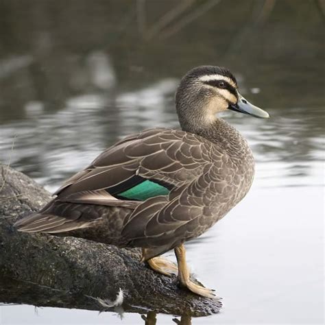 Species of the Derwent | Derwent Estuary Program