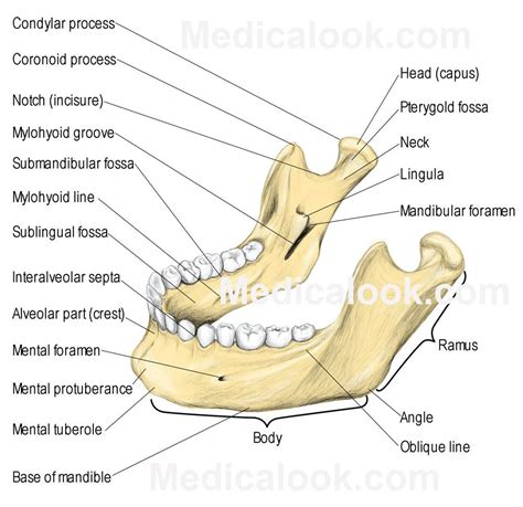 Facial bones - Human Anatomy Organs | Dental anatomy, Medical anatomy ...