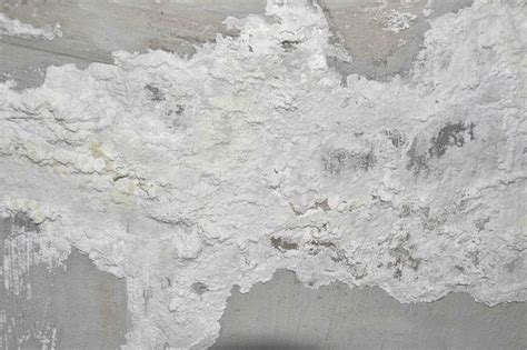 White Mold: Is It Dangerous & How to Remove It? - Mold Busters