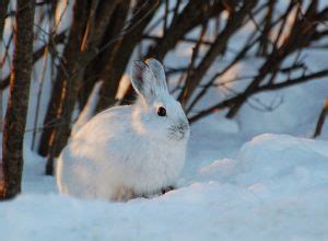 Snowshoe Hare: Agile Mammal with Seasonal Camouflage