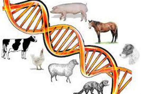 Animal Genetics and Breeding | DEPARTMENT OF ANIMAL PRODUCTION