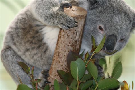 Koalas | Taken at Featherdale Wildlife Park | Big Blue Ocean | Flickr