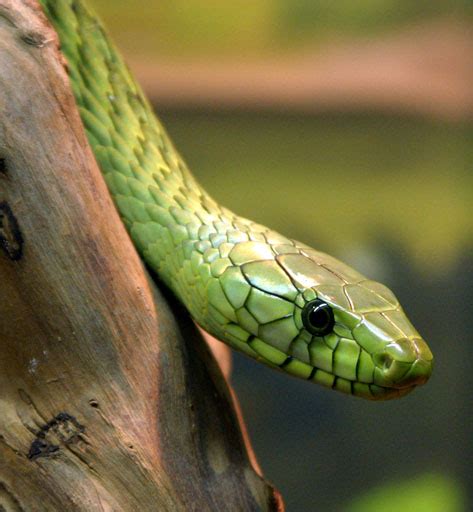 Dangerous snakes: green mamba snake