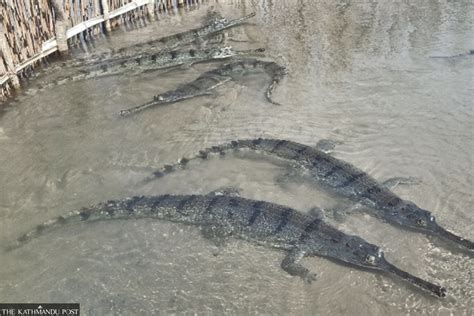 25 gharials from Chitwan’s breeding centre translocated to Shuklaphanta