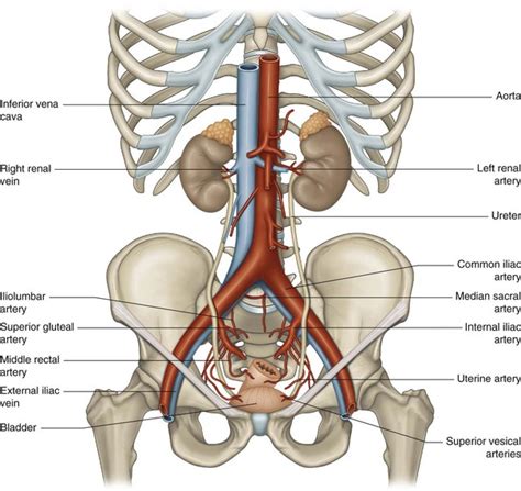 External Iliac Artery