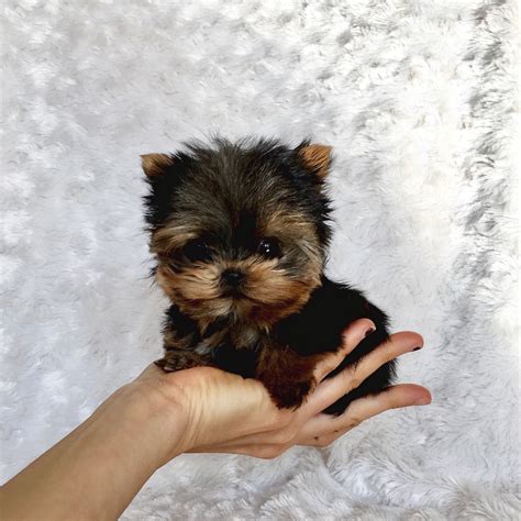 Extreme Micro Teacup Yorkie Puppy for Sale! Los angeles breeder ...