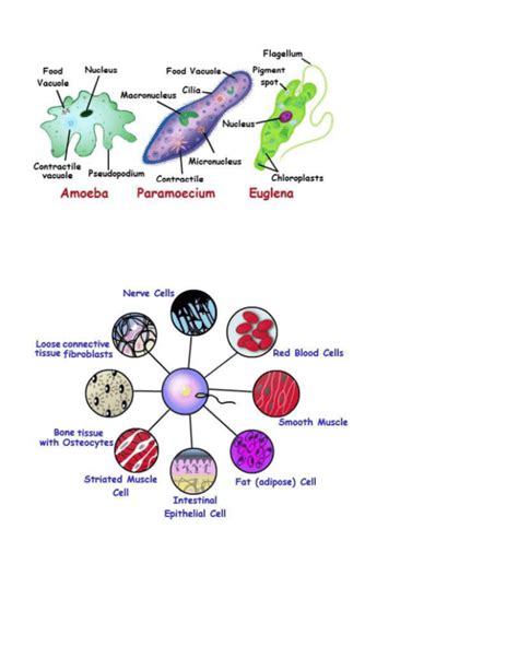 Unicellular Cells Examples