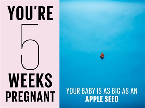 5 weeks pregnant | Symptoms, tips and more