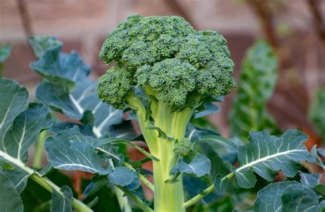 Stages Of Broccoli Plant