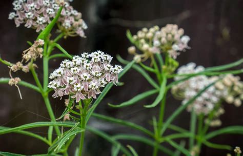 Milkweed | San Diego Zoo Animals & Plants