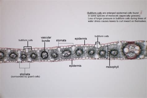 Cross Section Of Monocot Leaf Labeled