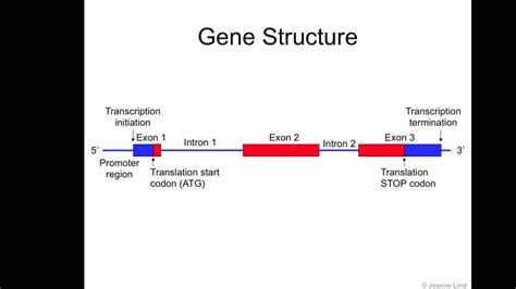 Gene Structure - YouTube