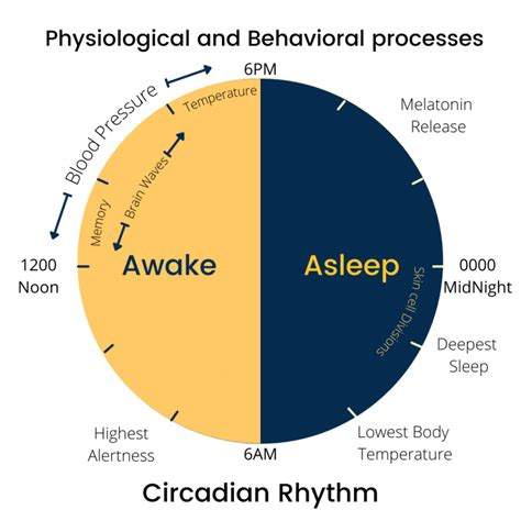 7 Explanation On Why Circadian Rhythm Is Important