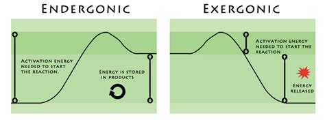 AP Biology Labs: Endergonic Vs. Exergonic -Ami